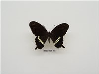 藏品(玉帶鳳蝶)的圖片